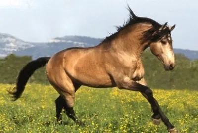 Buckskin