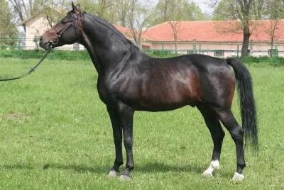 Bulgaro orientale