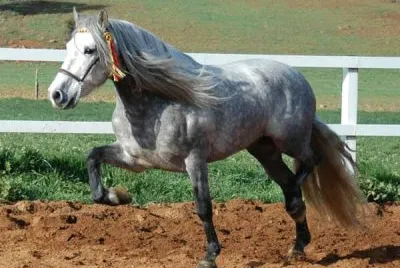 Certosino