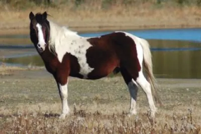 Chincoteague