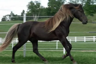 Chocolate flaxen