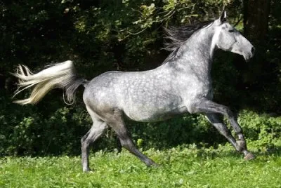 Dappled grigio