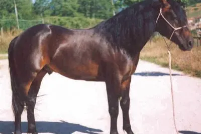 Del catria
