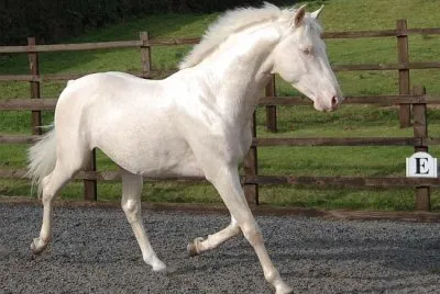 Di cremello