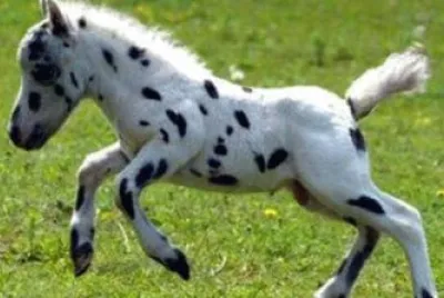 פאזל של Falabella piÃ¹ piccolo del mondo