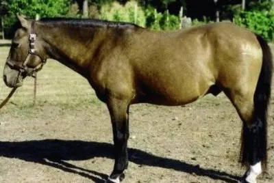 Galaco galiceno