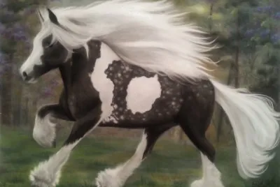 Gypsy vanner