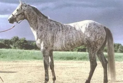 Grey brindle