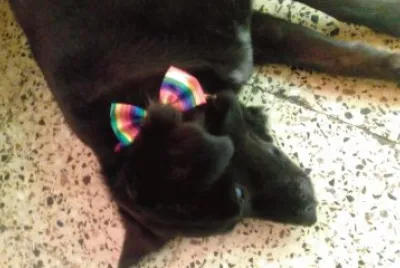 perri rescatado