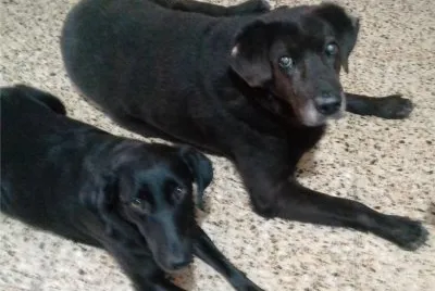 amigos perrunos