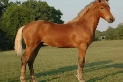 Astsajten horsetalf
