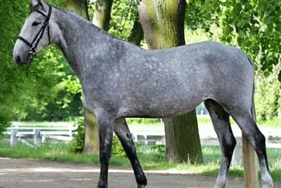 Kladruber