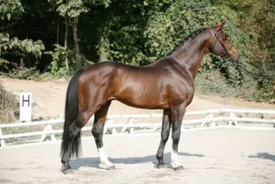 Oldemburghese