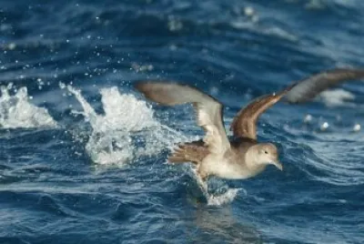 Berta balearica