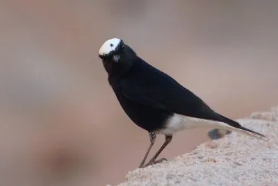 Monachella testabianca