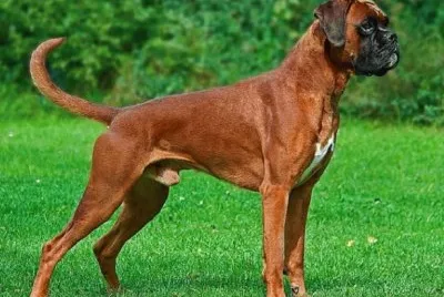 Boxer fulvo