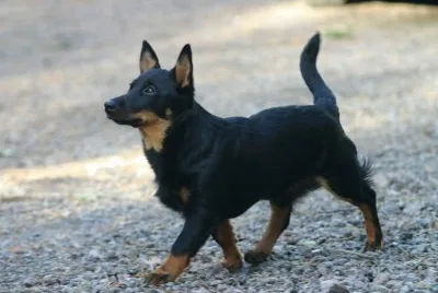 Pastore lancashire heeler