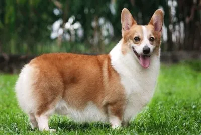 Pastore welsh corgi pembroke