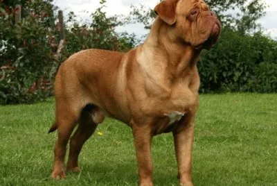 Dogue de bordeaux
