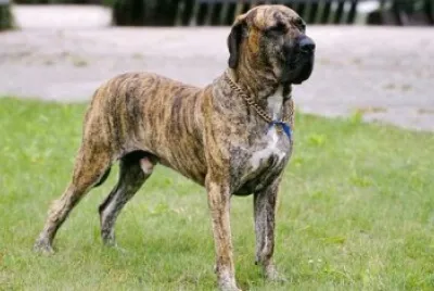 Fila brasileiro