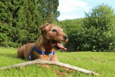 Terrier fell