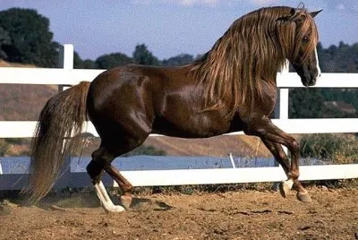 Paso peruviano