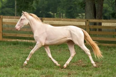 Perlino