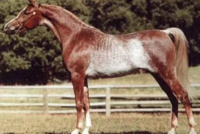 Red rabicano