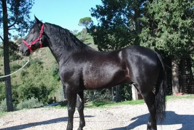 Sanfratellano