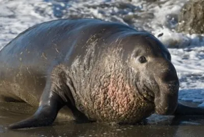 Elefante marino