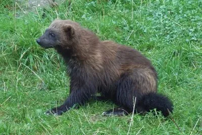 Orso  puzzola