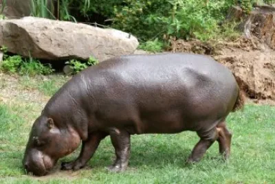 Ippopotamo pigmeo