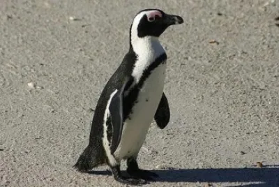 Pinguino africano jigsaw puzzle