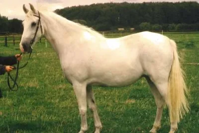 Shagya