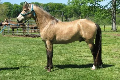Silver buchskin