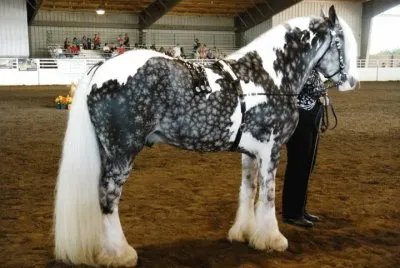 Silver dapple pinto