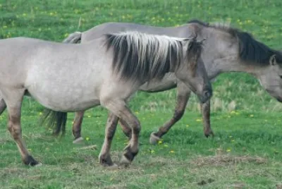 Tarpan
