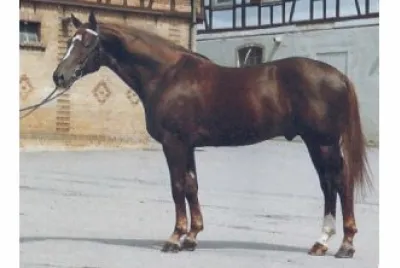 Wurtemberger