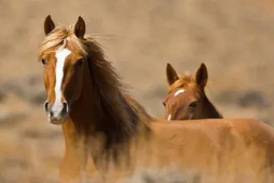 Wyoming selvaggio