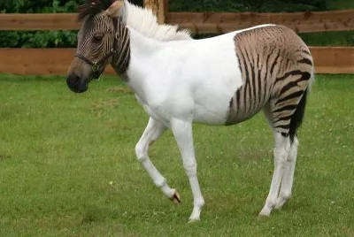 פאזל של Zebra