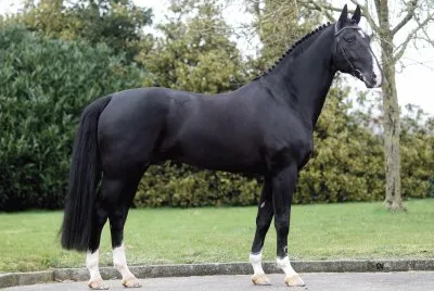 Gelderlander