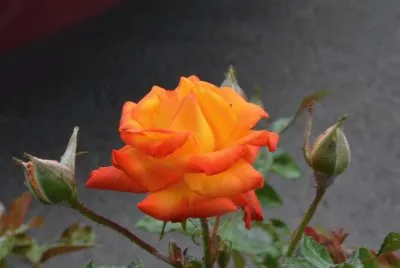 rose