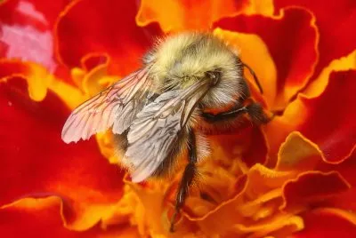 pollination