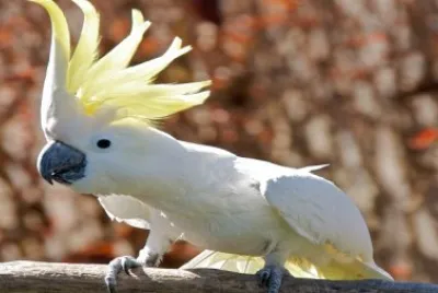 Cacatua jigsaw puzzle