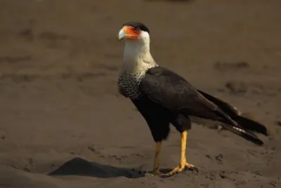 Caracara crestato