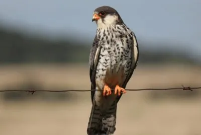 Falco dell 'amur