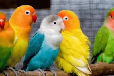 Birds
