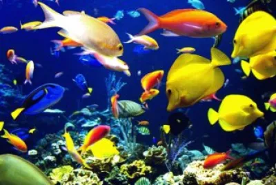Fishes