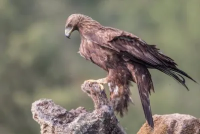 Aquila del bonelli