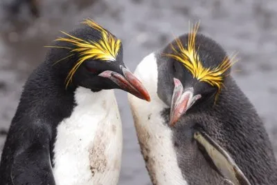 פאזל של Pinguino reale